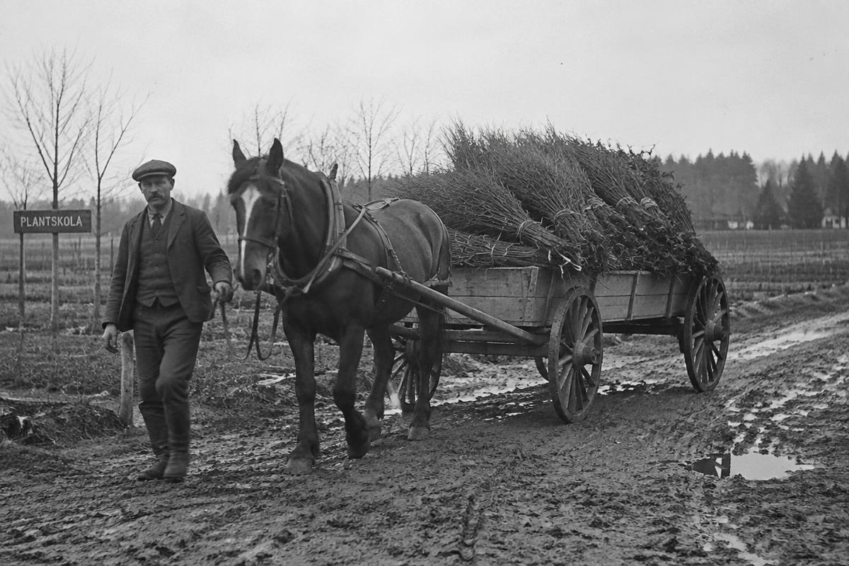 Häst och vagn lastad med buntar av plantor